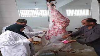 محافظ الإسماعيلية يوجه بتكثيف الرقابة على المجازر 