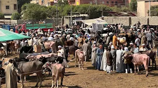 "بقري وضأن".. أسعار اللحوم الحمراء والقائم بالأنواع قبل عيد الأضحى