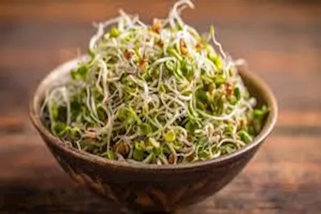 منبت الحلبة.. طبيب ينصح بتناولها أيام عيد الفطر