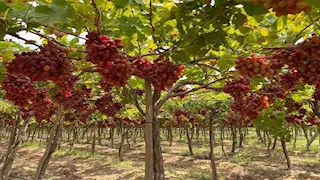 استشاري: التقلبات المناخية الشرسة تؤثر بشكل فوري على زراعة العنب