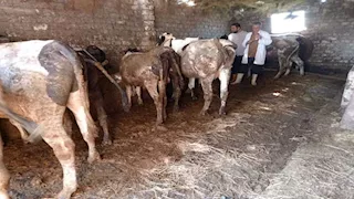تحصين قرابة 9 آلاف رأس ماشية بالدقهلية ضد الحمى القلاعية (صور)