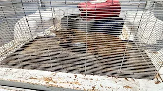 آكل اللحوم يعود إلى بيته.. حكاية قط المستنقعات من الشارع إلى محمية ببورسعيد