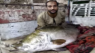 صياد بالأقصر يصطاد سمكة ساموس وزنها 65 كيلو 