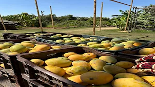 تحتضن 138 صنفًا.. كيف أصبحت الإسماعيلية عاصمة المانجو في مصر؟ -صور