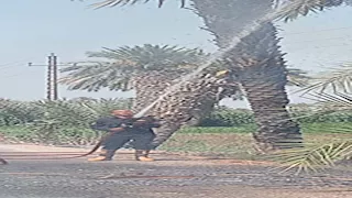 السيطرة على حريق يلتهم أشجار نخيل وحشائش في بني سويف - صور