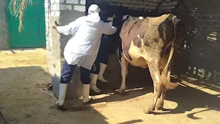 الزراعة: تحصين 6.8 مليون رأس ماشية ضد الحمى القلاعية والوادي المتصدع