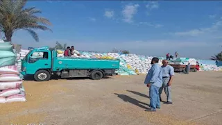 منذ بدء الحصاد.. صوامع وشون الشرقية تستقبل 600 ألف طن قمح