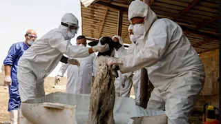 "لا لقاح حتى الآن".. العراق تعلن ارتفاع وفيات الحمى النزفية إلى 30 حالة