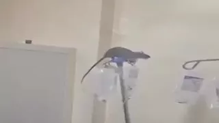 فيديو لـ"فأر" داخل غرفة مريض في مستشفى بالعراق يُثير استياءً شعبيًا