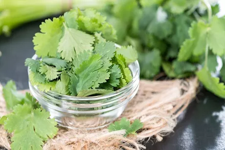 5 أسباب تدفعك لتناول أوراق الكزبرة الخضراء يوميًا