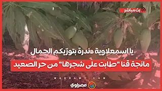 يا اسمعلاوية دندرة بتورّيكم الجمال.. مانجة قنا "طابت على شجرها" من حر الصعيد
