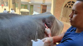 جامعة سوهاج تطلق قافلة بيطرية: فحص وعلاج 890 حالة بقرية الحواويش