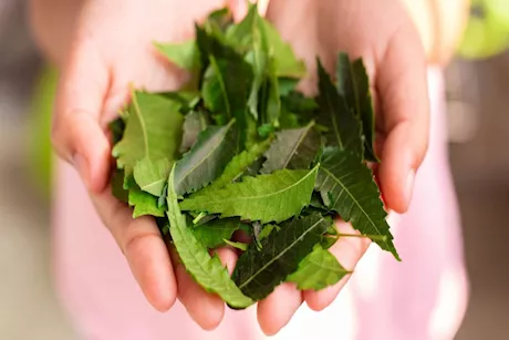 بالرغم من فوائدها- احذر الإفراط في تناول أوراق النيم