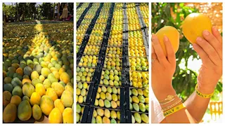 الإسماعيلية تكشف تفاصيل مهرجان المانجو 2025.. الموعد وطريقة الاحتفال -صور