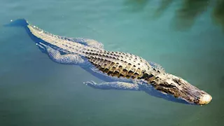 أمريكا.. تمساح ضخم يهاجم امرأة فجأة ويسحبها تحت الماء في فلوريدا