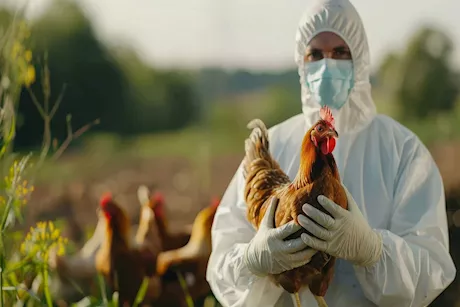 هل لحوم الدواجن ضارة؟ دراسة تُثير القلق