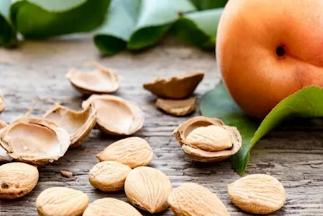 هل بذور المشمش تقتل الخلايا السرطانية؟- طبيب يحسم الجدل