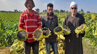 الإسماعيلية تتوسع في زراعة عباد الشمس.. 1271 فدانًا لدعم الاكتفاء الذاتي من الزيوت