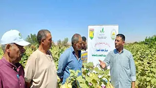 جنوب سيناء تحصد أولى ثمار التنمية الزراعية بعباد الشمس الزيتي (صور)