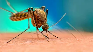 حرب وقائية ضد "الزاعجة المصرية" بجنوب سيناء.. وتحذير من خزانات المياه المكشوفة