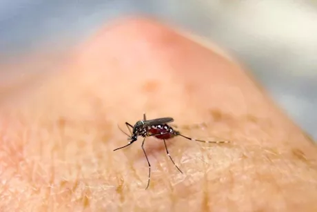 حمى شيكونغونيا في الصين تثير القلق.. وإجراءات صارمة لمكافحتها