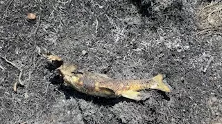 سمكة تسقط من السماء وتسبب حريقا.. ما القصة؟