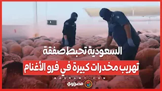 السعودية تحبط صفقة تهريب مخدرات كبيرة في فرو الأغنام