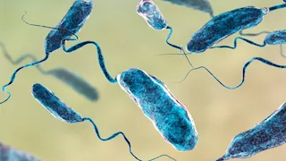 في المنتجات البحرية.. تحذير من بكتيريا قد تسبب تعفنا دمويا مميتا