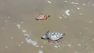 من الإسكندرية لبورسعيد.. إطلاق زوج السلاحف "علي وفرح" بمياه المتوسط (صور)