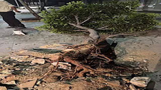 زراعة أنواع جديدة.. محافظ الإسكندرية يكشف مصير أشجار أبو قير-صور