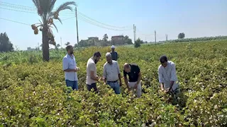 مواجهة "القبة الحرارية".. "7 لاءات ذهبية" لحماية محاصيل أسيوط (صور)