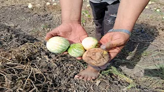 حرارة أغسطس تتلف محصول اللب بكفر الشيخ.. والزراعة تتحرك (صور)