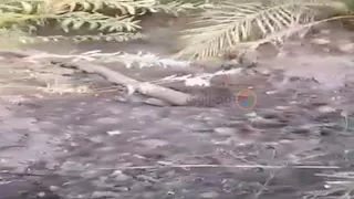 مزارعو عرب مطير في أسيوط يستغيثون: 150 فدانًا مهددة بالهلاك