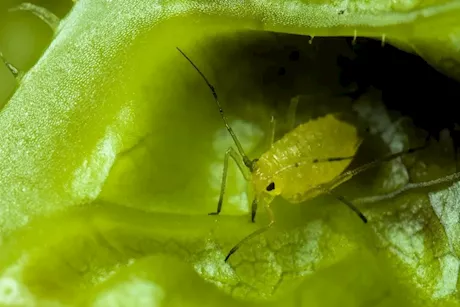 7 خضروات شائعة خطر على دماغك- تصيبك بالدودة الشريطية