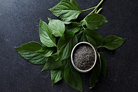 ماذا يحدث لجسمك عند تناول أوراق الشيا؟