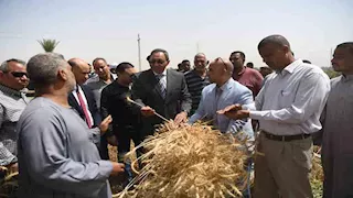 قنا تعلن انتهاء موسم توريد القمح بزيادة 14 ألف طن عن العام الماضي