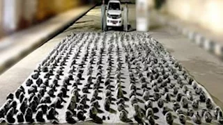 مصرع 3 عناصر إجرامية في تبادل إطلاق نار مع الشرطة بأسيوط