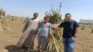 العرايس نورت الحقول.. فرحة المزارعين بحصاد السمسم في المنيا- فيديو وصور 