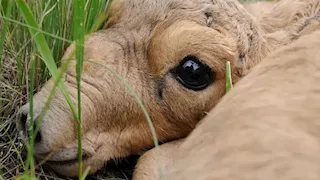 مخيفة ومفترسة.. 10 صور لـ أغرب 7 حيوانات في العالم 