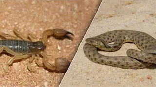  بسبب الحرارة..إصابة شخصين بلدغات العقارب السامة في الفرافرة والخارجة