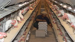 بالصور.. عودة مشروع "30 مليون بيضة" للإنتاج بالقليوبية