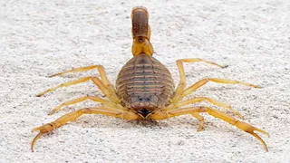 عثروا على عقرب داخل ملابسها.. كواليس إنقاذ رضيعة بمستشفى جهينة في سوهاج 