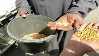 التحالف الوطني يطلق موسمًا جديدًا لزرع 250 ألف فدان قمح بـ 16 محافظة