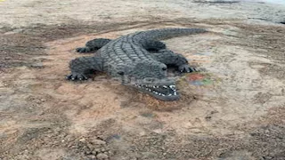 تمساح على شاطئ القمر.. "إسلام" يحول الرمال والنفايات إلى فن حي بجنوب سيناء