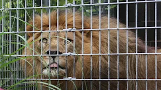 مفاجأة قوية بانتظار "صاحب مزحة الأسد" مع عامل مصري في ليبيا