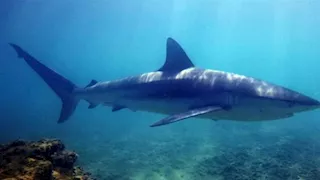 أثناء التقاط صورة معها.. هجوم مفاجئ من سمكة قرش على صياد 