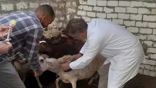 تحصين 181 ألف رأس ماشية ضد الأمراض الوبائية بالمنيا (صور)