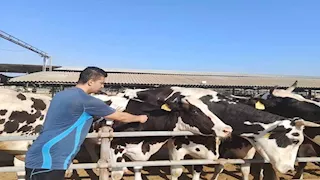 حملة وقائية بالبحيرة.. تحصين 196 ألف رأس ماشية ضد الحمى القلاعية (صور)