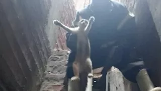 إنقاذ قطة سقطت داخل منور عقار بالمنوفية