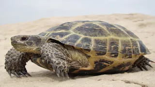 5 حيوانات تواجه شبح الانقراض بنهاية 2025 - 10 صور 